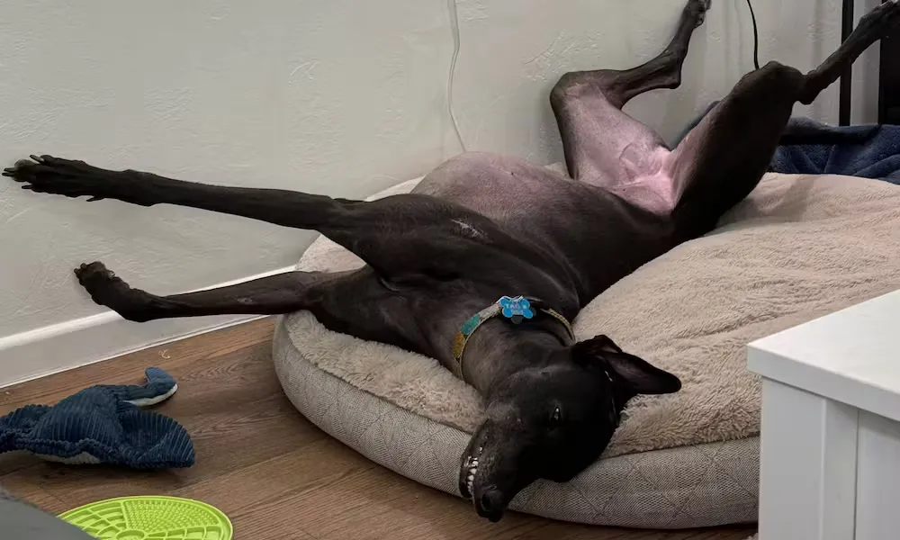 Wyn being a derp, laying upside down on her bed.